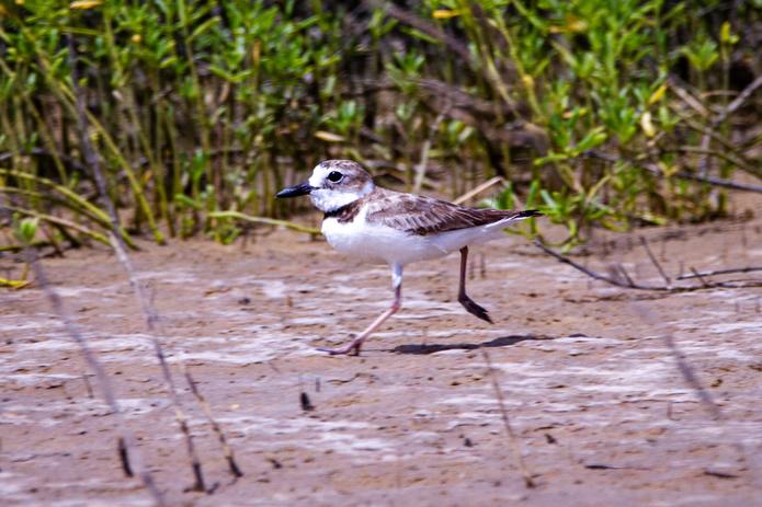 Plover