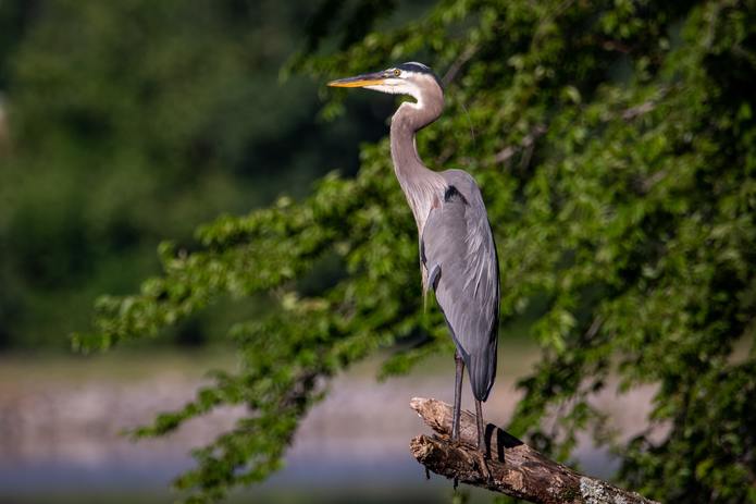 Great Blue Heron