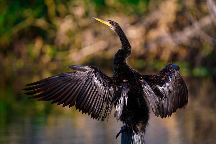 Anhinga