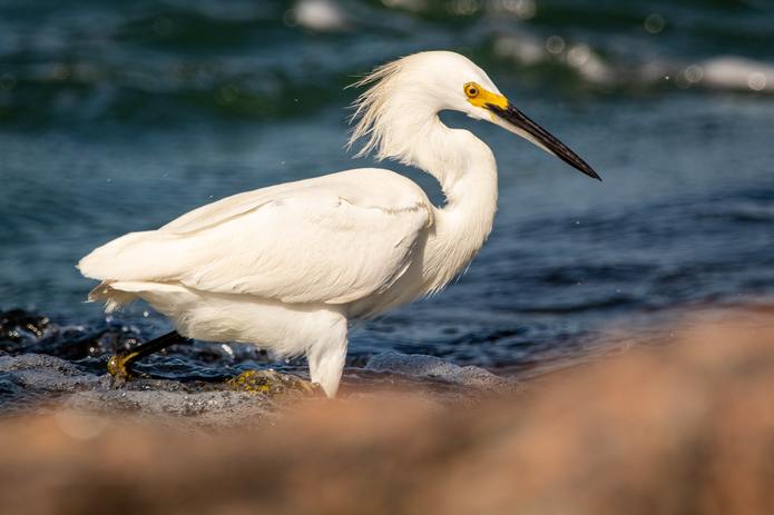 Snowy Egret