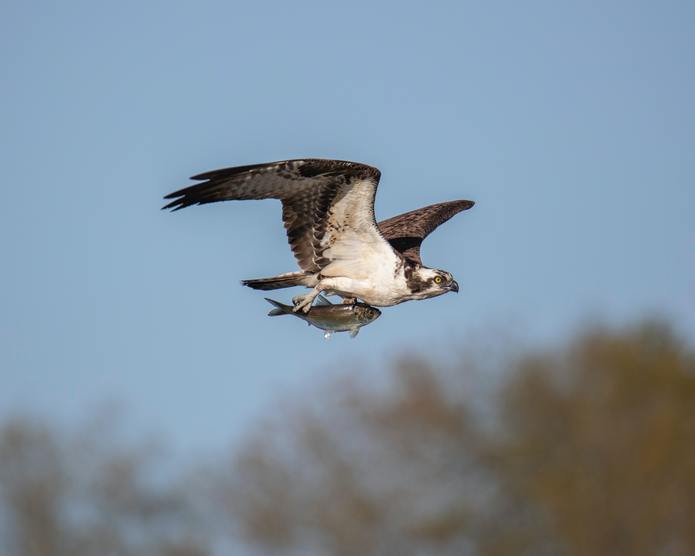 Osprey with Fish