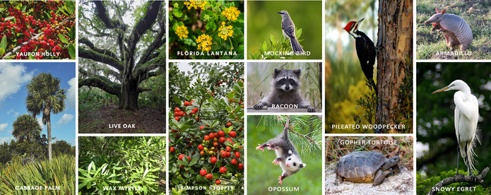 Florida Flora and Fauna