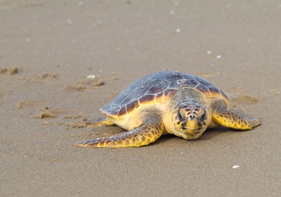 Get to Know Ponce Inlet Wildlife