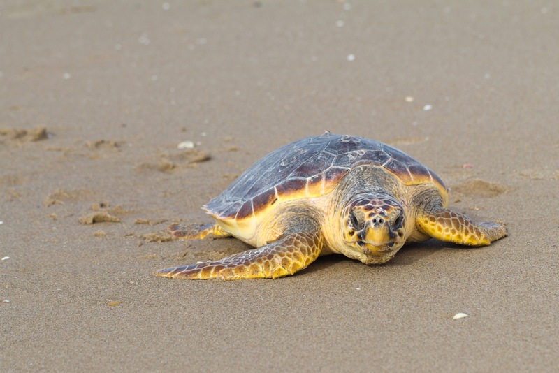 Get to Know Ponce Inlet Wildlife