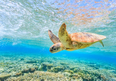 Experience Sea Turtle Season In Ponce Inlet