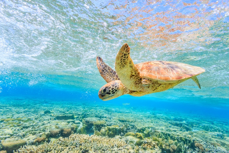 Experience Sea Turtle Season In Ponce Inlet