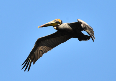 Get a Bird's Eye View of Ponce Inlet