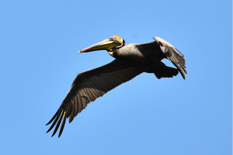 Get a Bird's Eye View of Ponce Inlet