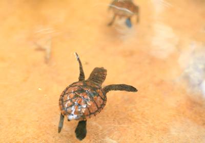 Everything You Need to Know About Sea Turtle Season in Ponce Inlet