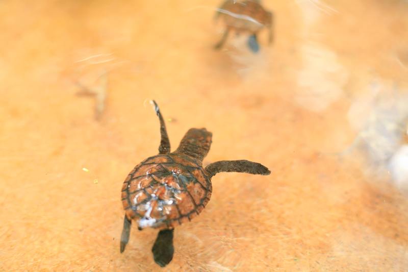 Everything You Need to Know About Sea Turtle Season in Ponce Inlet